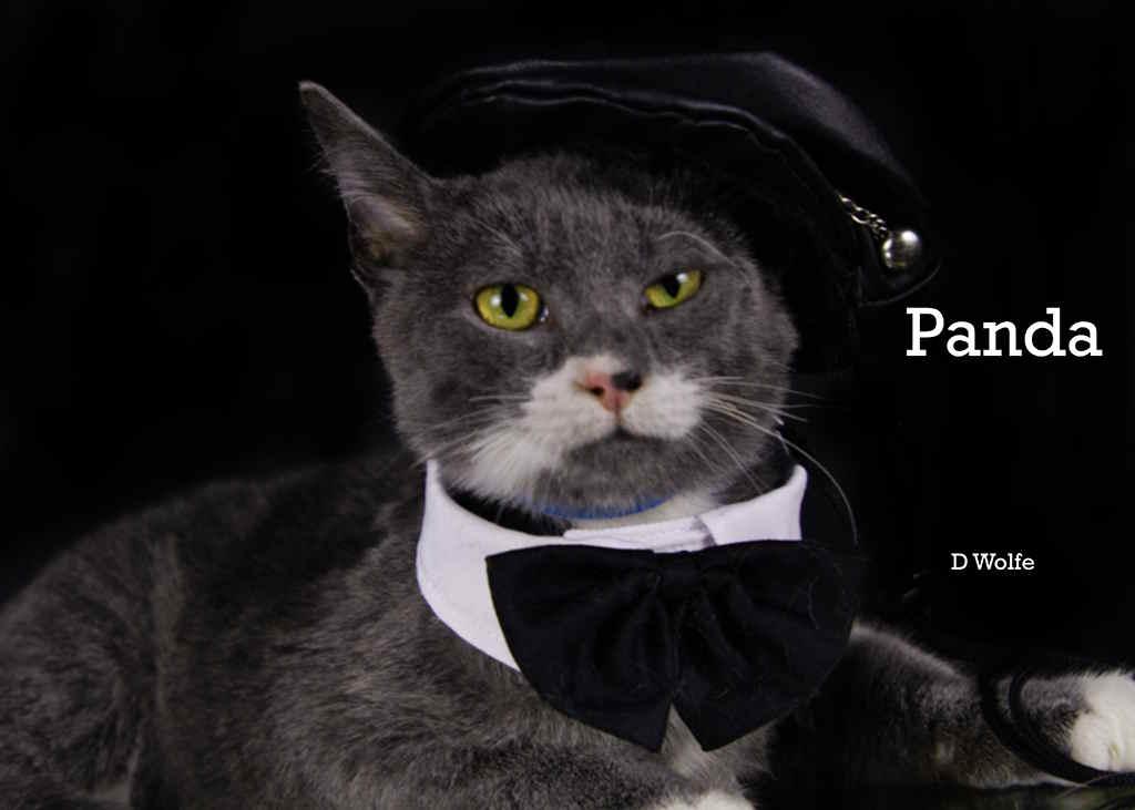 Enlarge Pandemonium (Panda), a Adoptable Domestic Short Hair in York, NE image 4/4