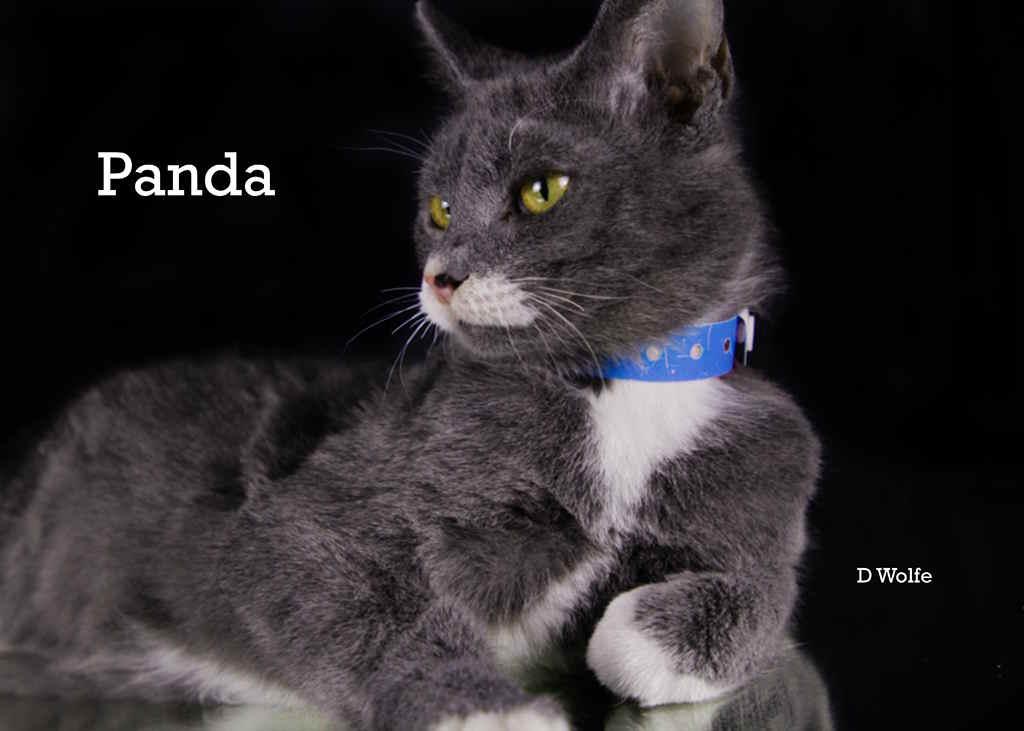Enlarge Pandemonium (Panda), a Adoptable Domestic Short Hair in York, NE image 2/4