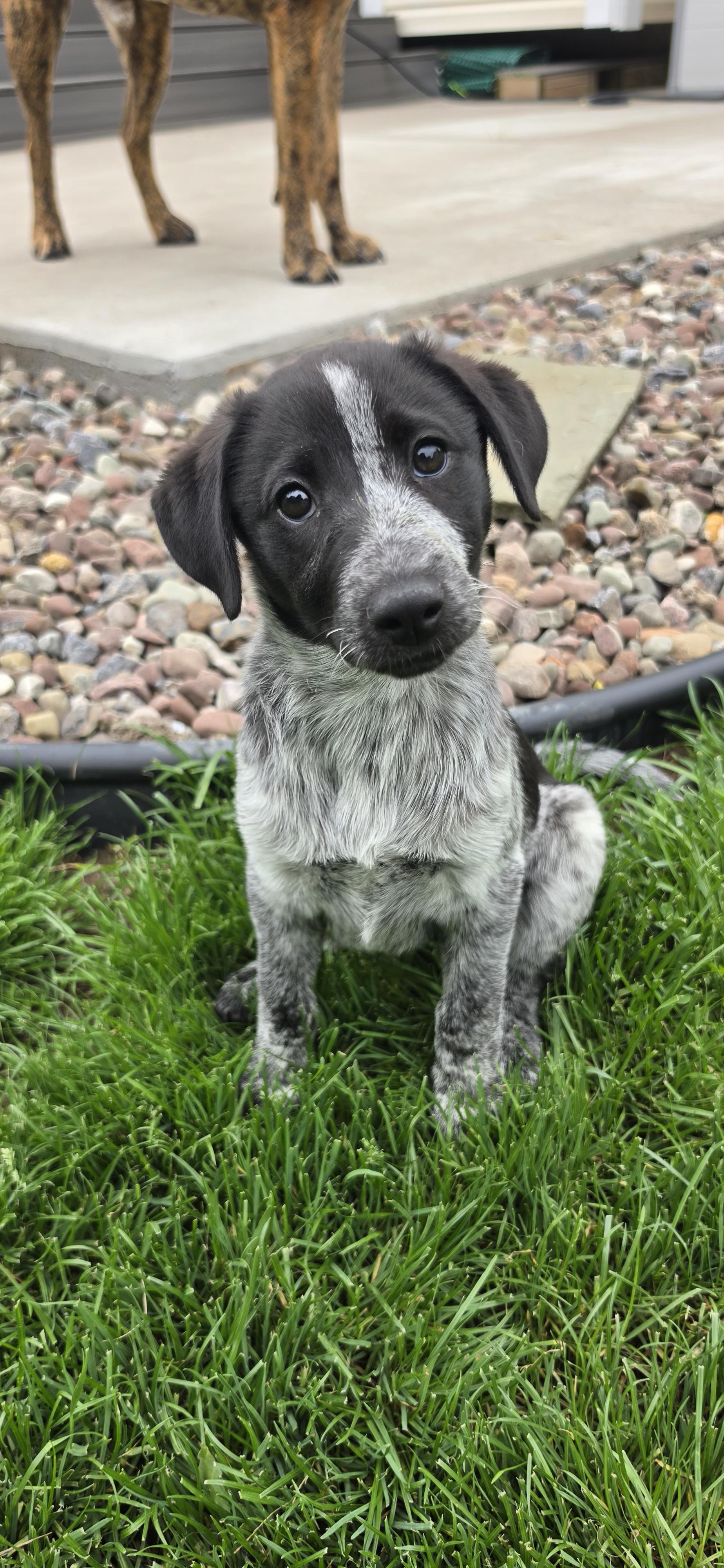 Cici, an adopted mixed breed in Walworth, NY image 1/2