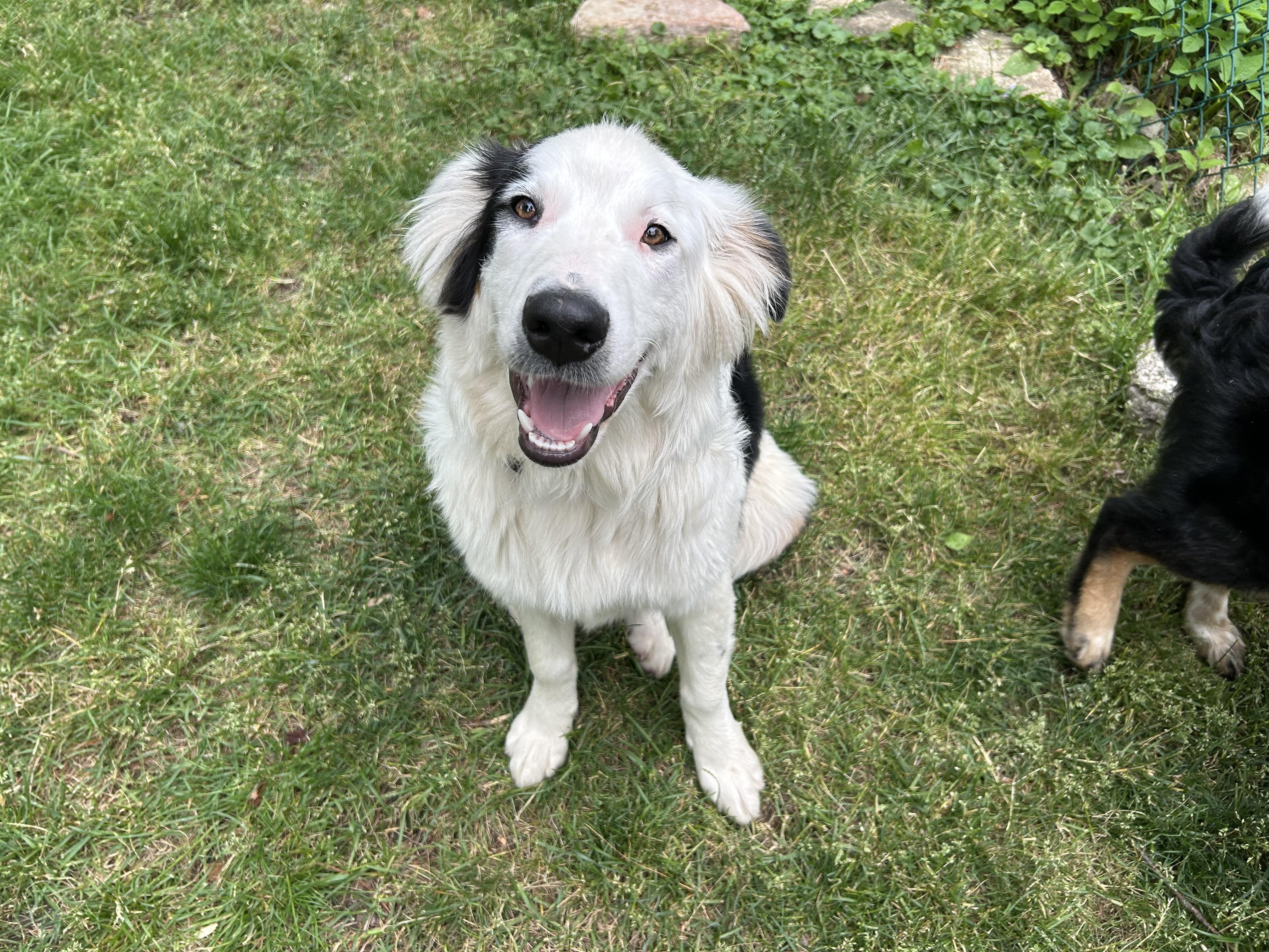 Bowser, a ADOPTABLE mixed breed in Crystal Lake, IL image 1/5