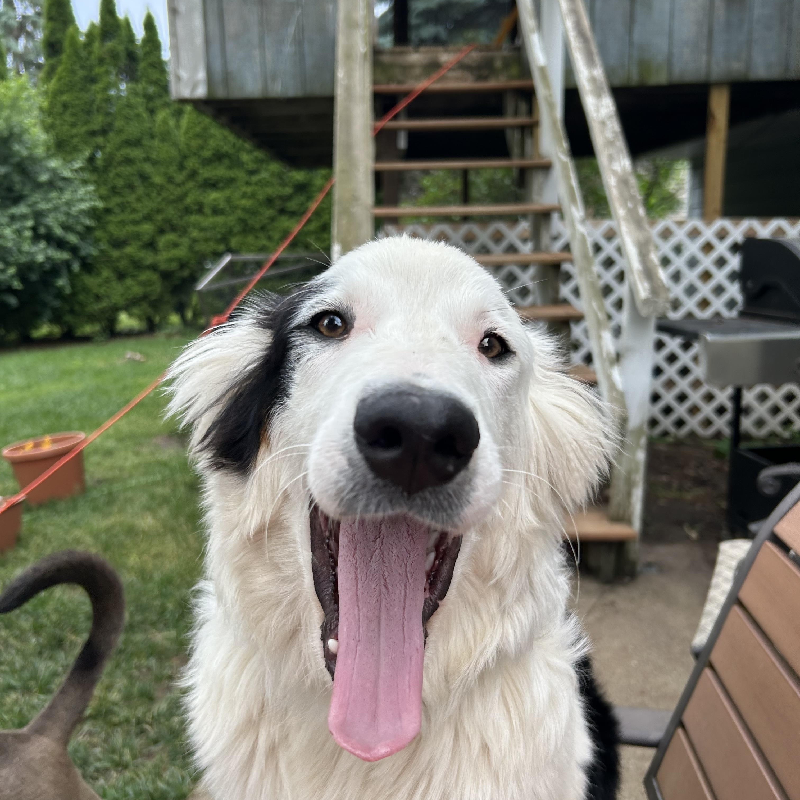 Bowser, a ADOPTABLE mixed breed in Crystal Lake, IL image 4/5