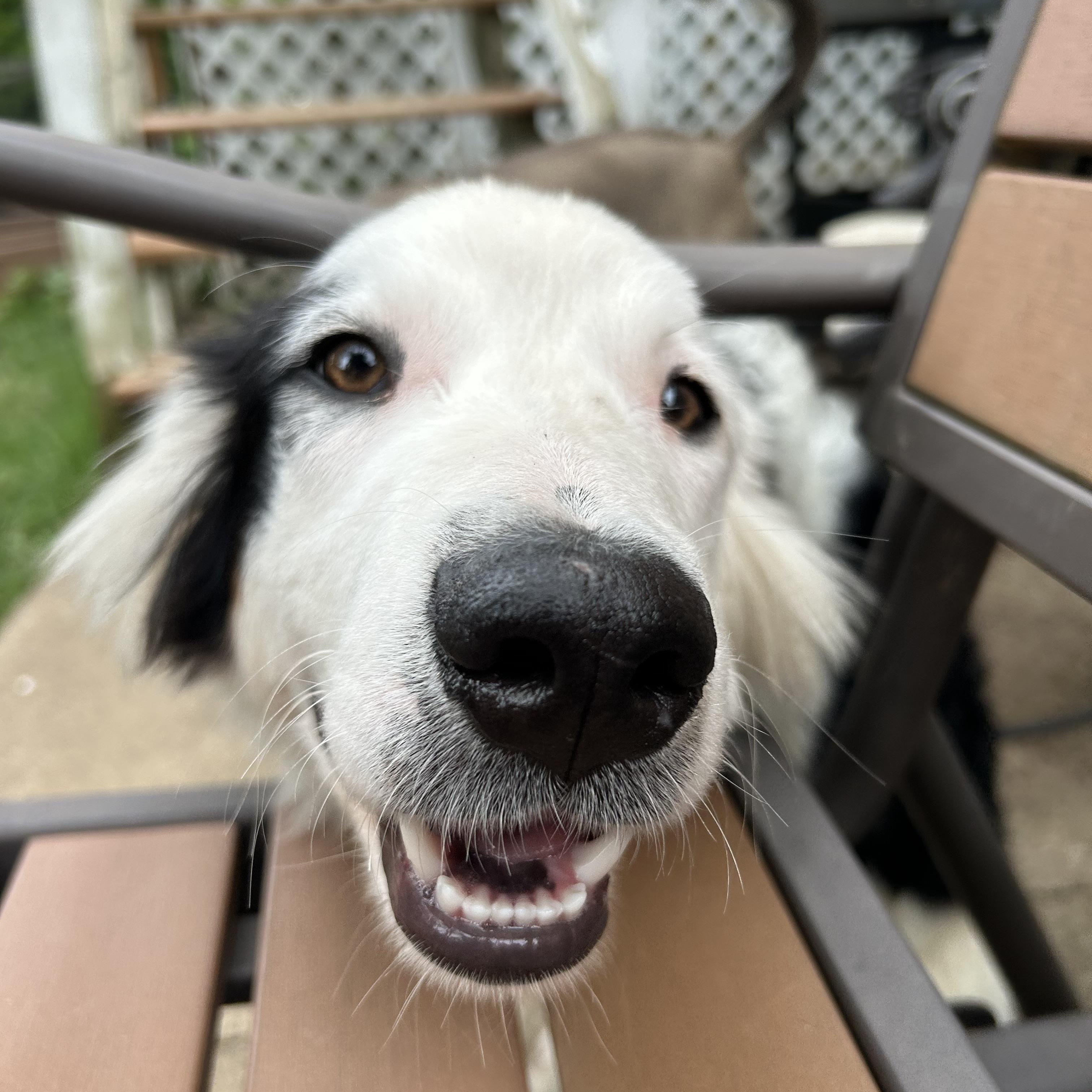 Bowser, a ADOPTABLE mixed breed in Crystal Lake, IL image 5/5