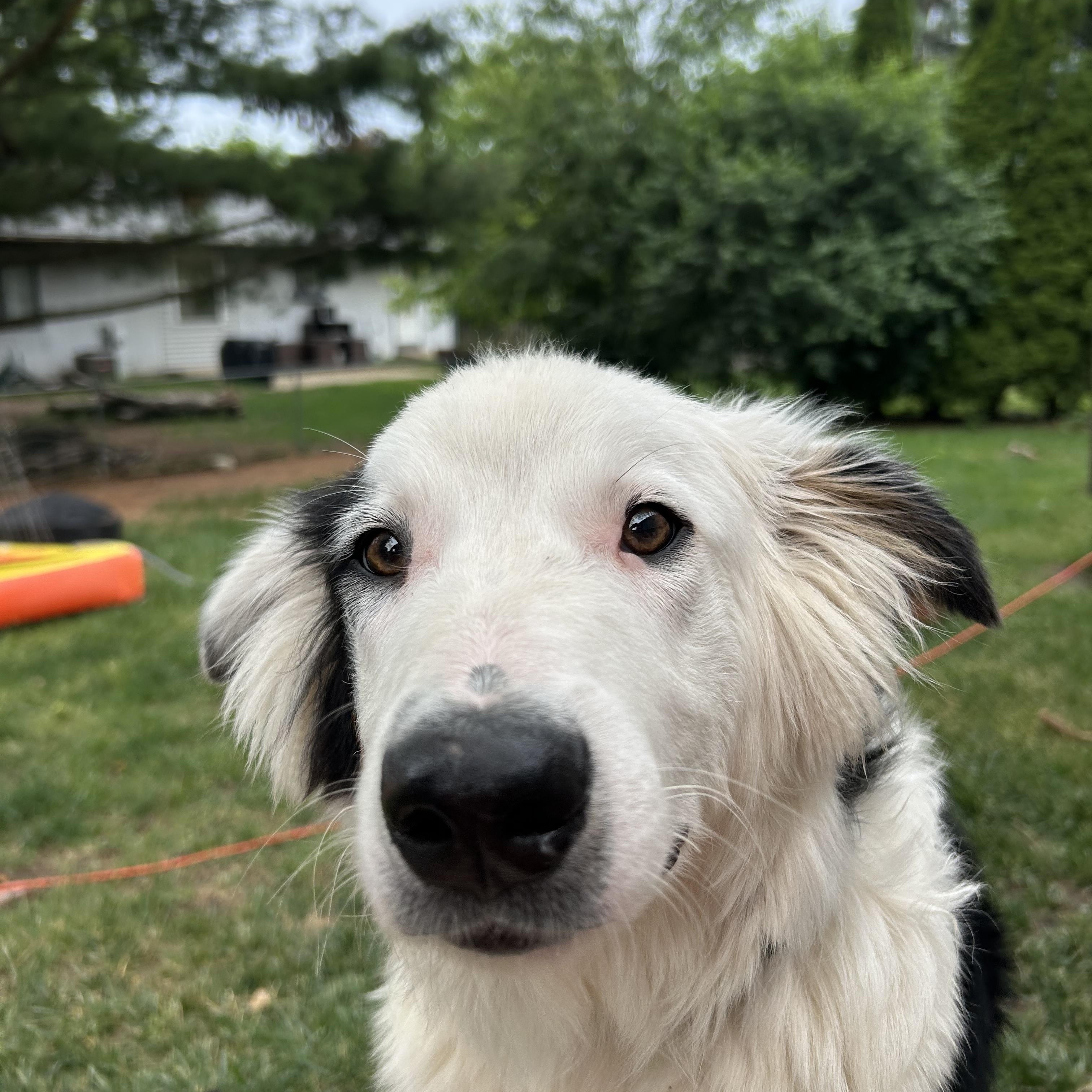 Bowser, a ADOPTABLE mixed breed in Crystal Lake, IL image 2/5