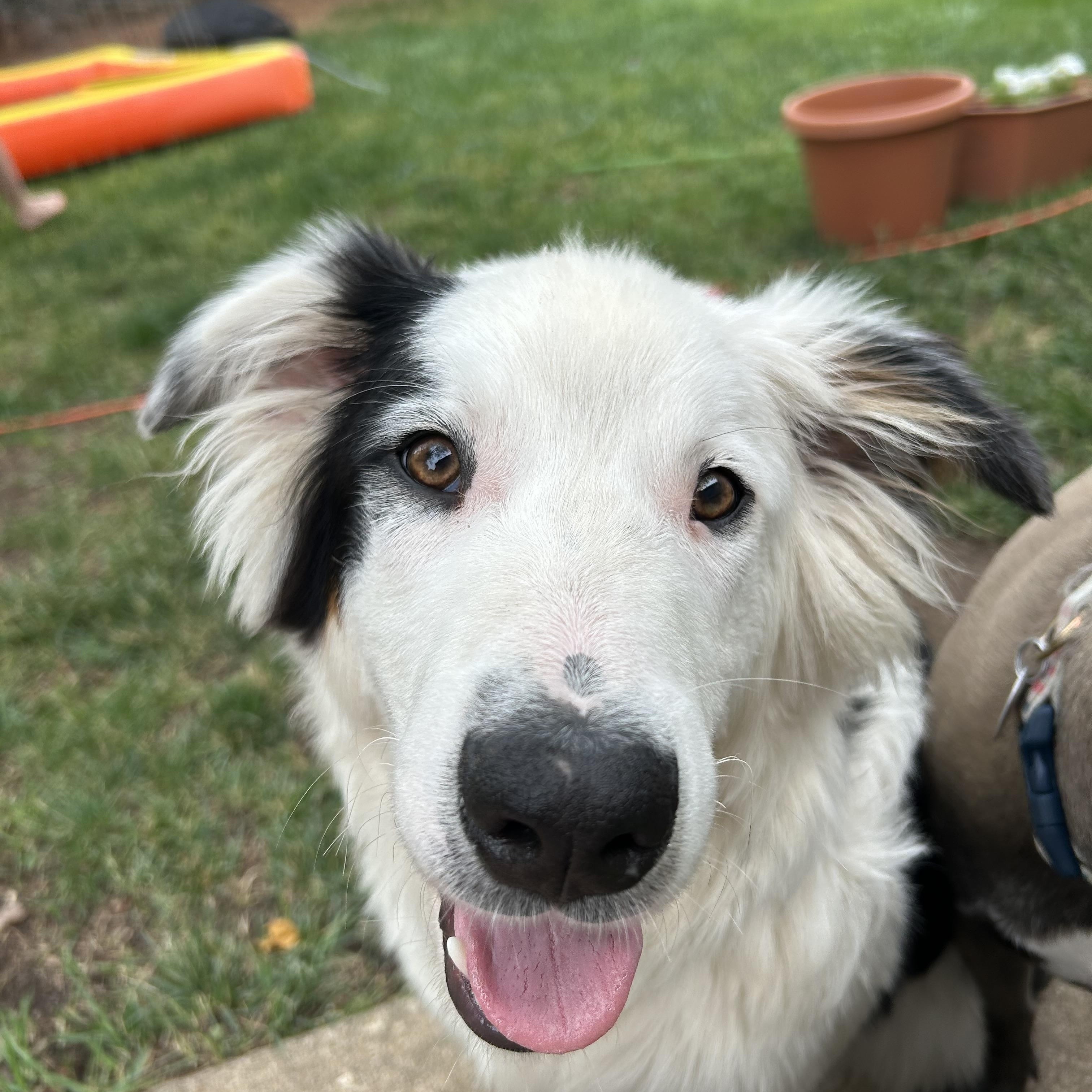 Bowser, a ADOPTABLE mixed breed in Crystal Lake, IL image 3/5