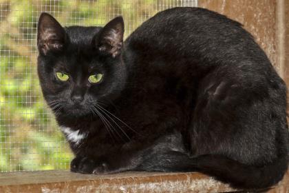 Lulu, Adoptable, Adult Female Domestic Short Hair.