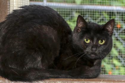 Lulu, a Adoptable Domestic Short Hair in Cashiers, NC image 2/4