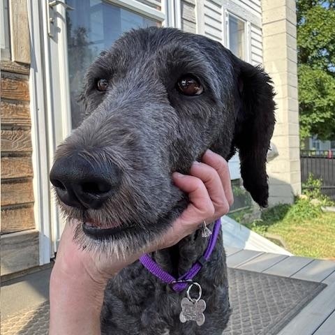 Beth, an adoptable Labradoodle in Albany, NY, 12205 | Photo Image 2