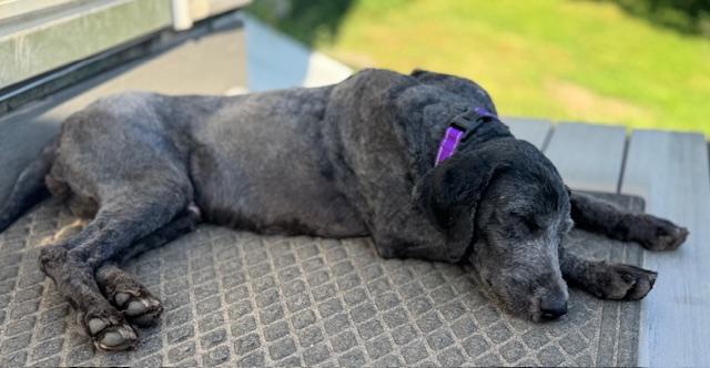 Beth, an adoptable Labradoodle in Albany, NY, 12205 | Photo Image 3