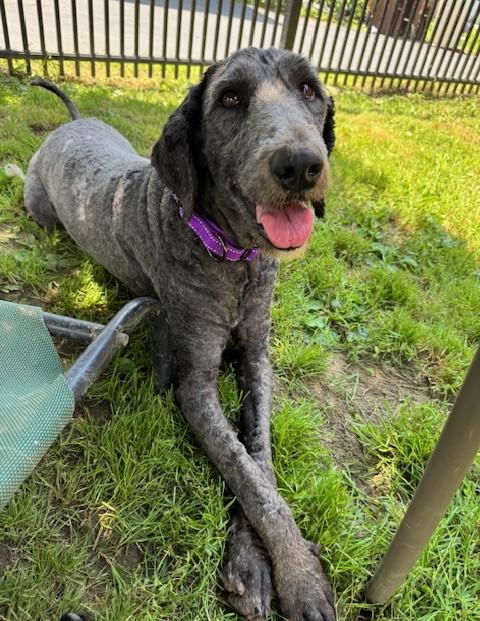 Beth, an adoptable Labradoodle in Albany, NY, 12205 | Photo Image 5
