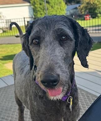 Beth, an adoptable Labradoodle in Albany, NY, 12205 | Photo Image 6