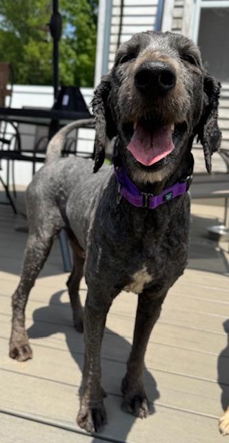 Beth, an adoptable Labradoodle in Albany, NY, 12205 | Photo Image 4