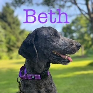 Beth, an adoptable Labradoodle in Albany, NY, 12205 | Photo Image 1
