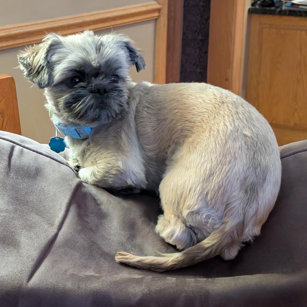 Enlarge Gizmo, a Adoptable mixed breed in Brookfield, WI image 4/6