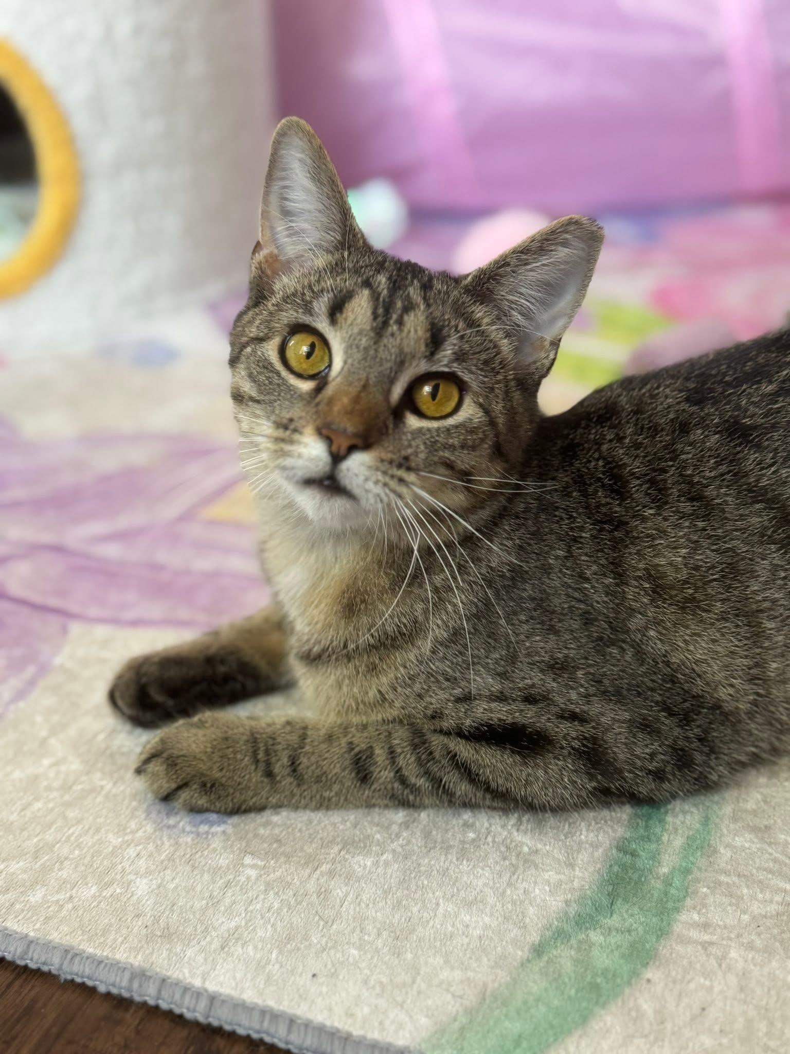 Enlarge Claudia, a Adopted Domestic Short Hair in Bloomsburg, PA image 1/3