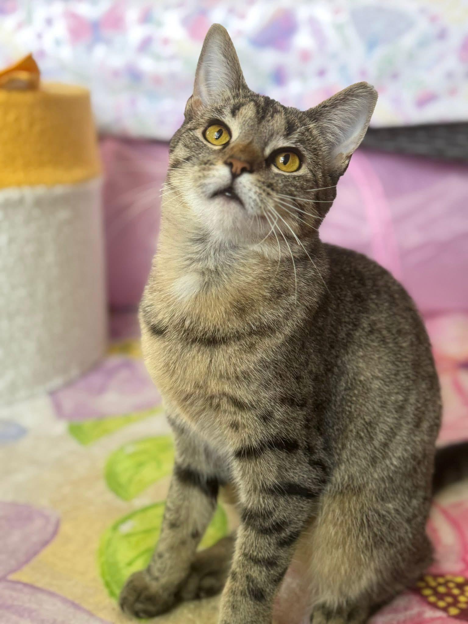 Enlarge Claudia, a Adopted Domestic Short Hair in Bloomsburg, PA image 2/3