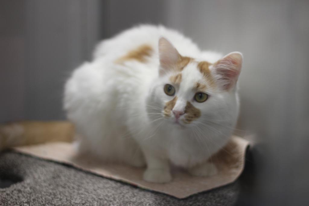 Enlarge Duncan, a Adopted mixed breed in Rockford, IL image 2/3