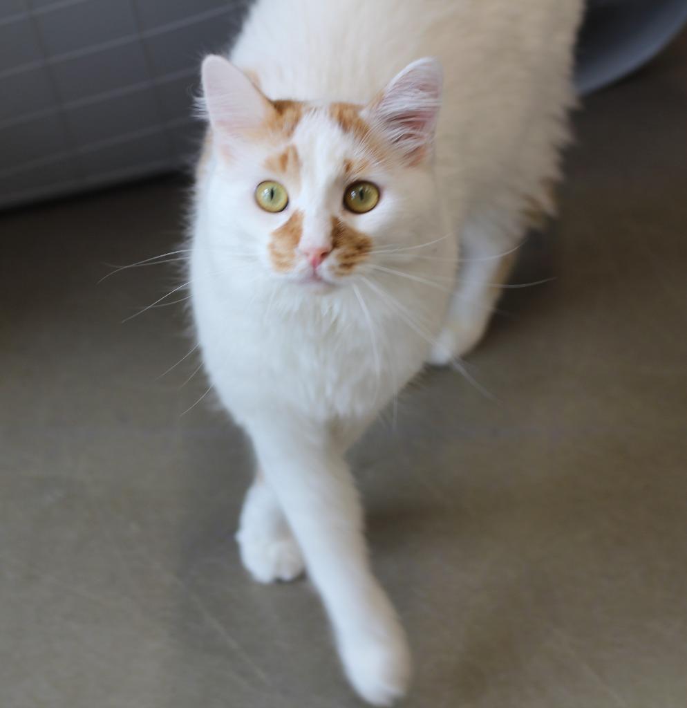 Duncan, Adopted, Young Male Domestic Long Hair.