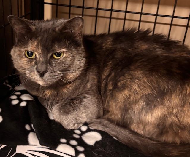 Venus, Adult Female Domestic Short Hair