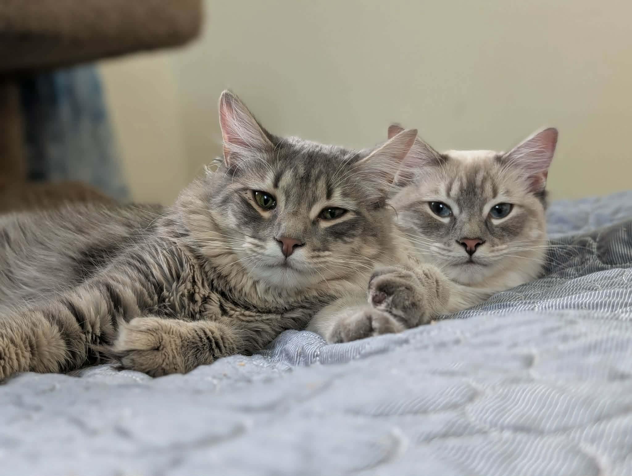 Enlarge Thora (Viking Sisters Litter), an adopted mixed breed in Baltimore, MD image 2/2