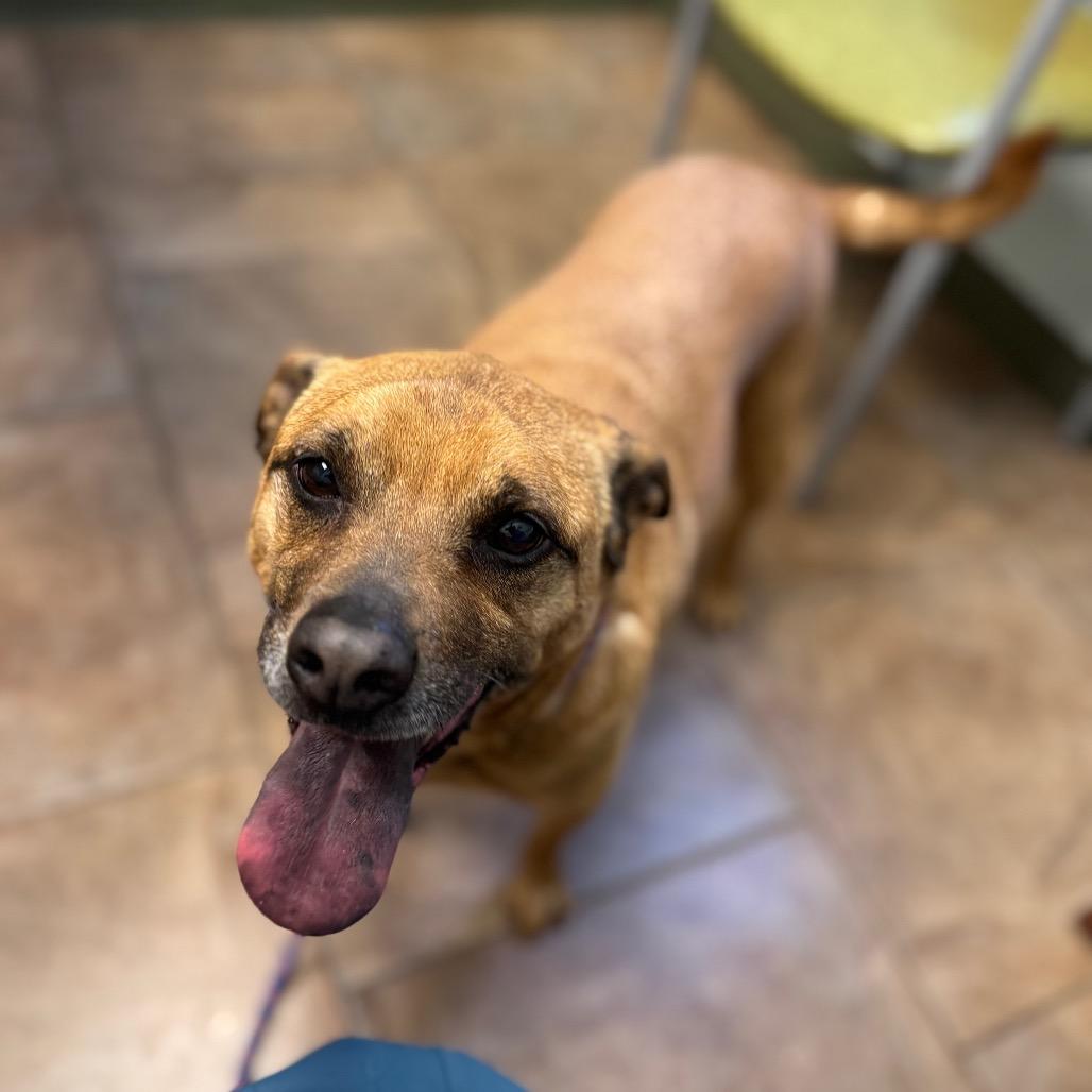 Enlarge Buster, a Adoptable mixed breed in Brownsboro, AL image 1/6