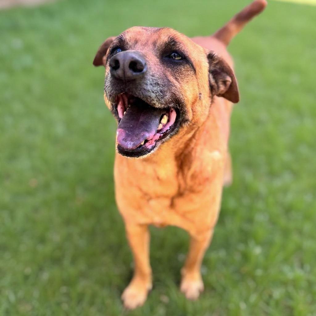 Enlarge Buster, a Adoptable mixed breed in Brownsboro, AL image 2/6
