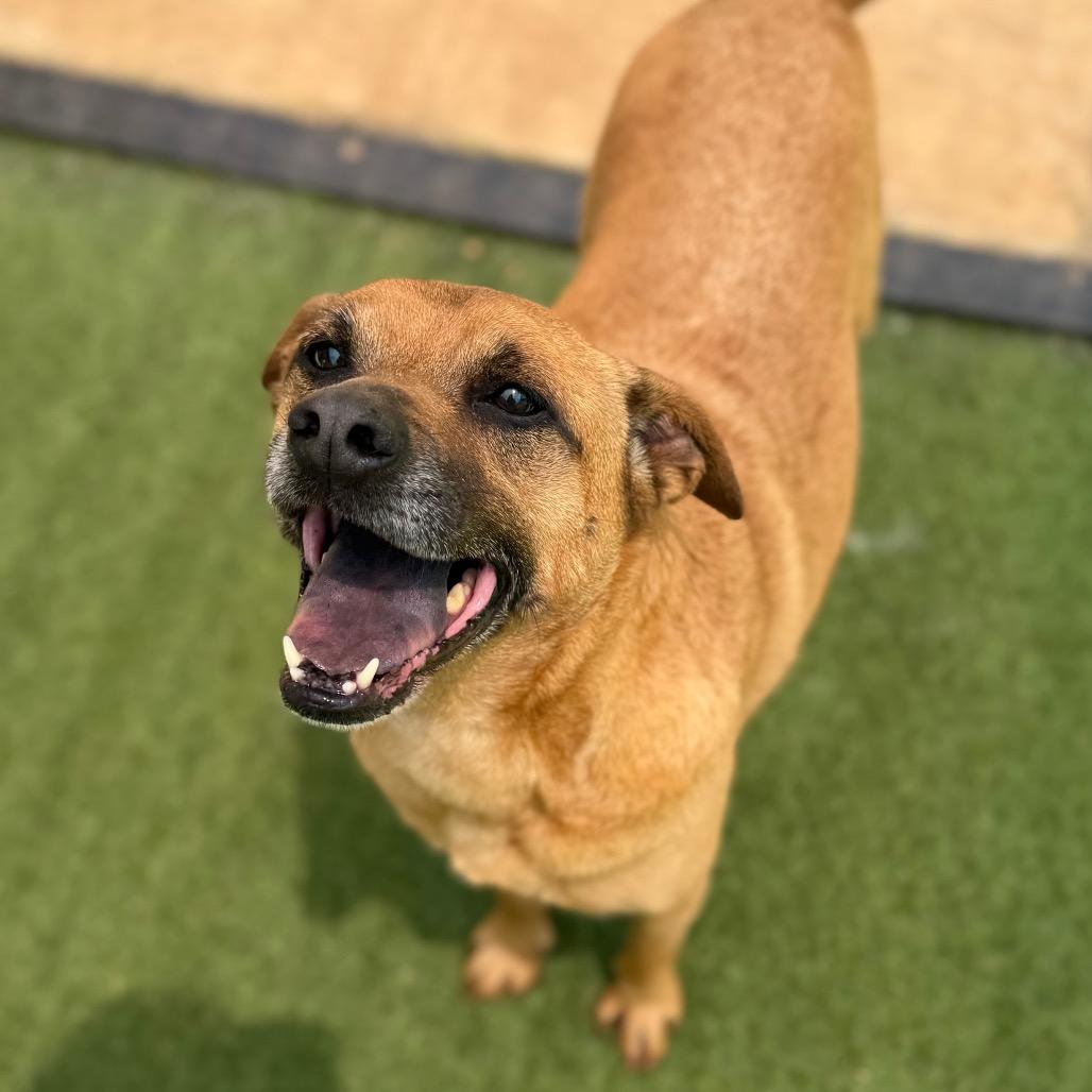 Enlarge Buster, a Adoptable mixed breed in Brownsboro, AL image 3/6