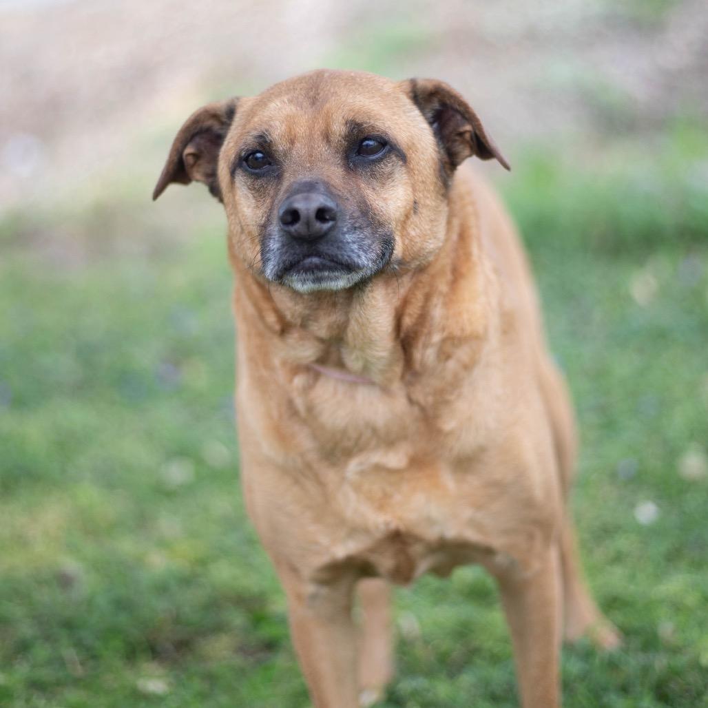 Enlarge Buster, a Adoptable mixed breed in Brownsboro, AL image 4/6
