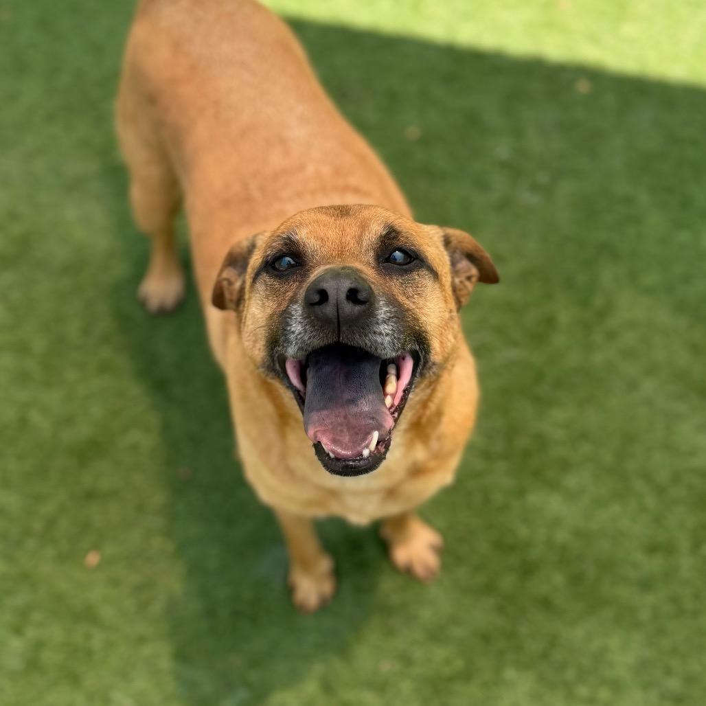 Enlarge Buster, a Adoptable mixed breed in Brownsboro, AL image 5/6