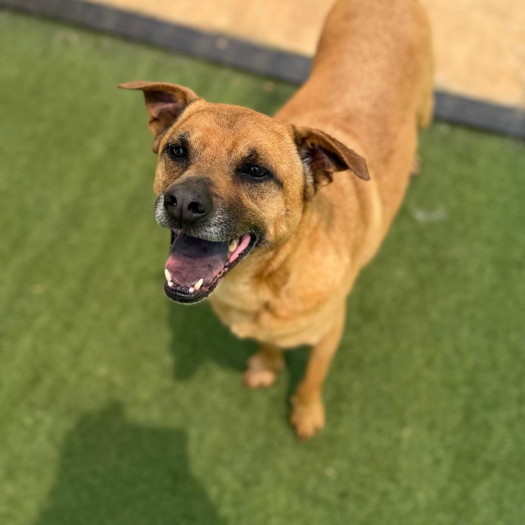 Enlarge Buster, a Adoptable mixed breed in Brownsboro, AL image 6/6