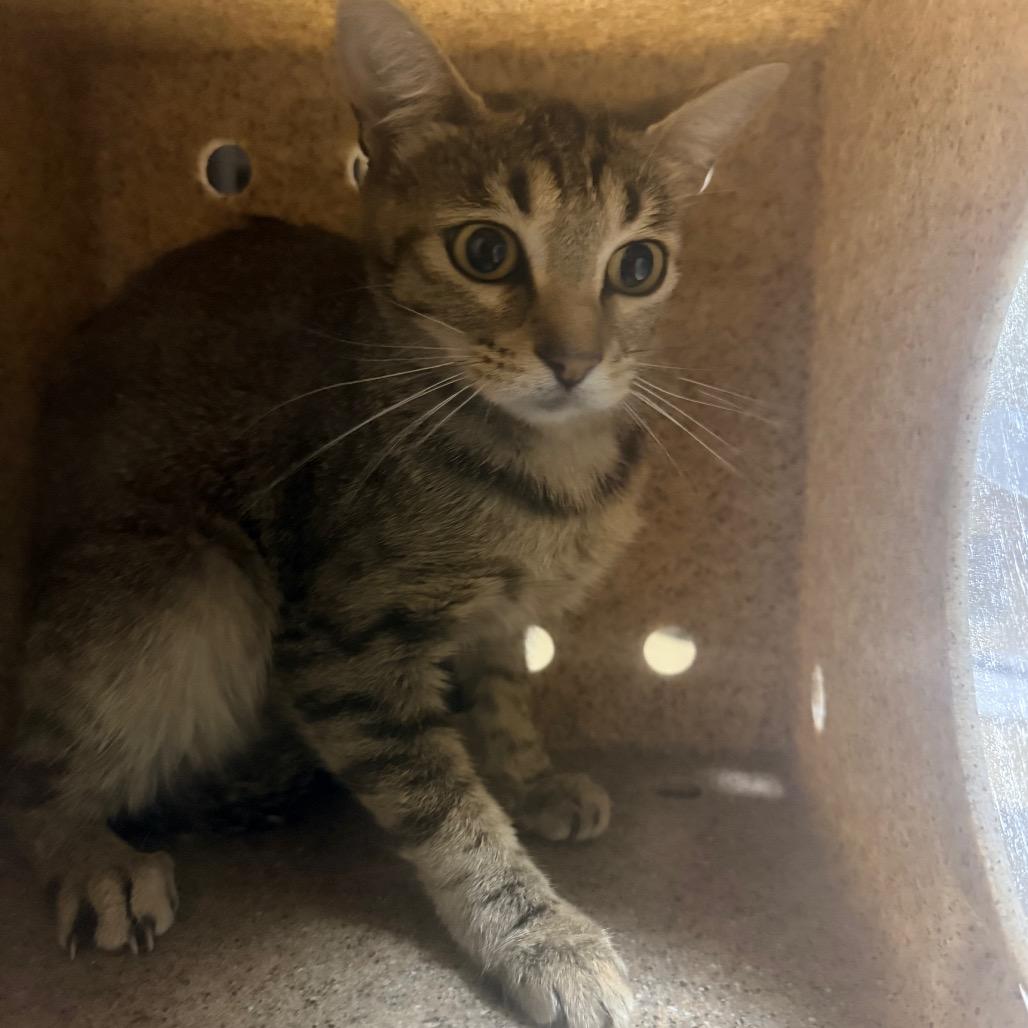 Flower, Adoptable, Young Female Domestic Short Hair.