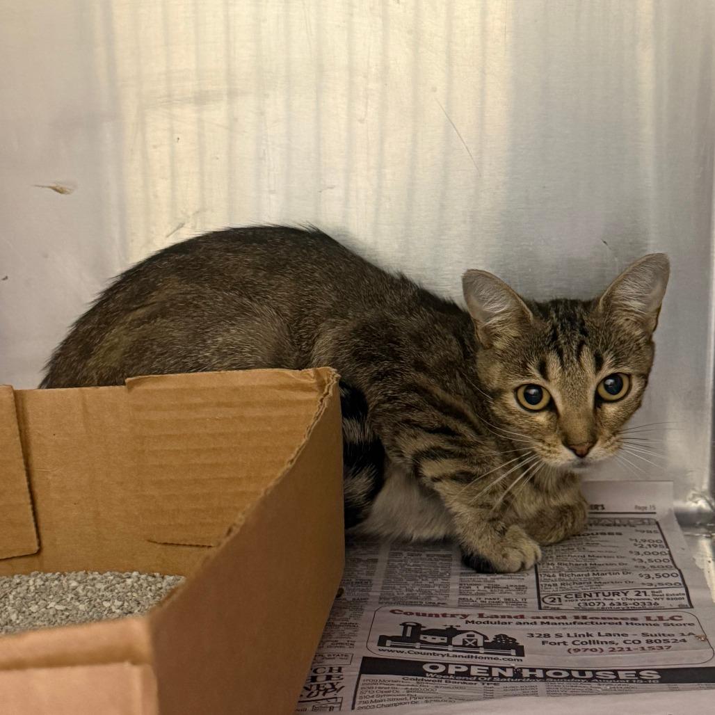 Enlarge Flower, a Adoptable Domestic Short Hair in Cheyenne, WY image 2/2