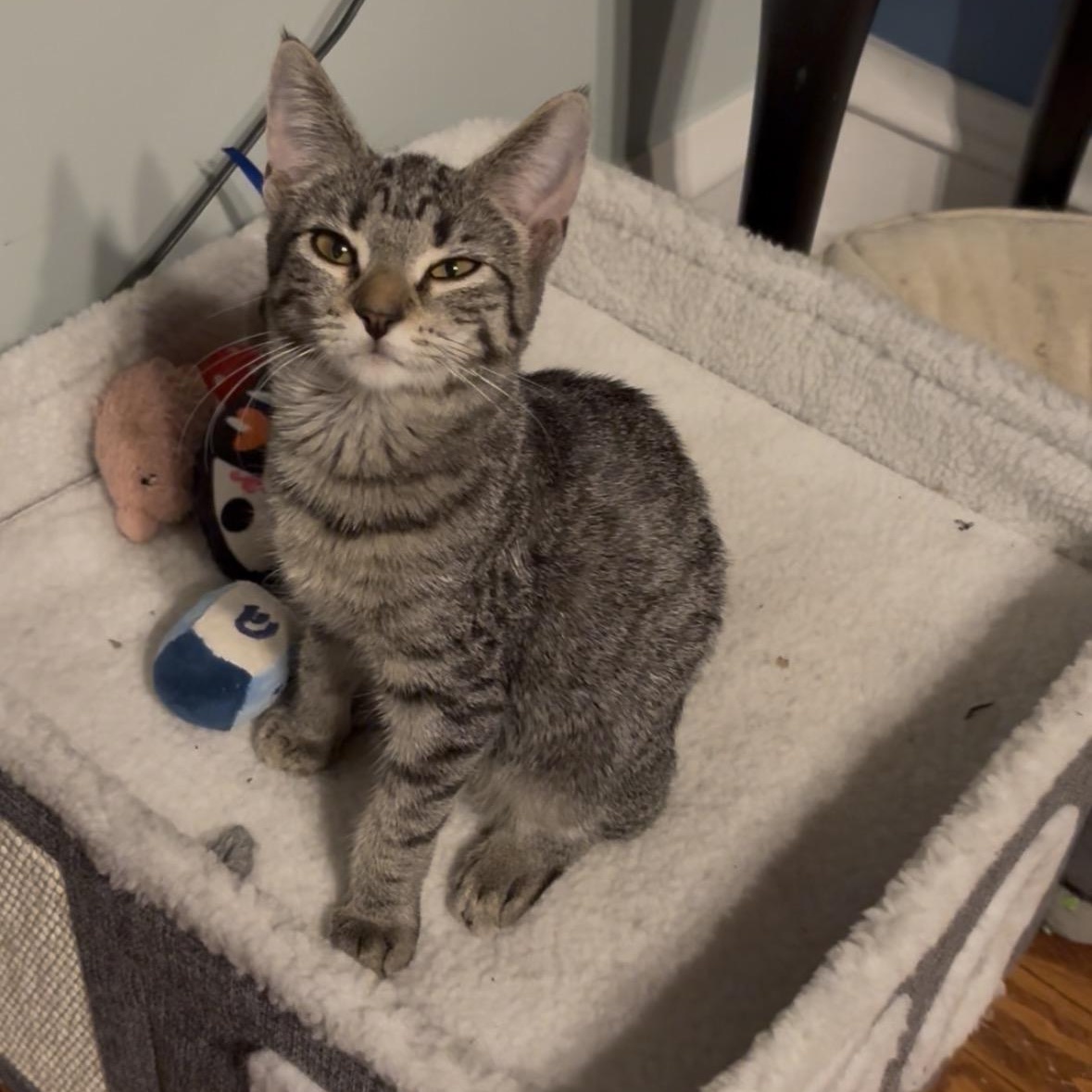 Enlarge Peanut, a Adoptable Domestic Short Hair in Sewell, NJ image 2/2