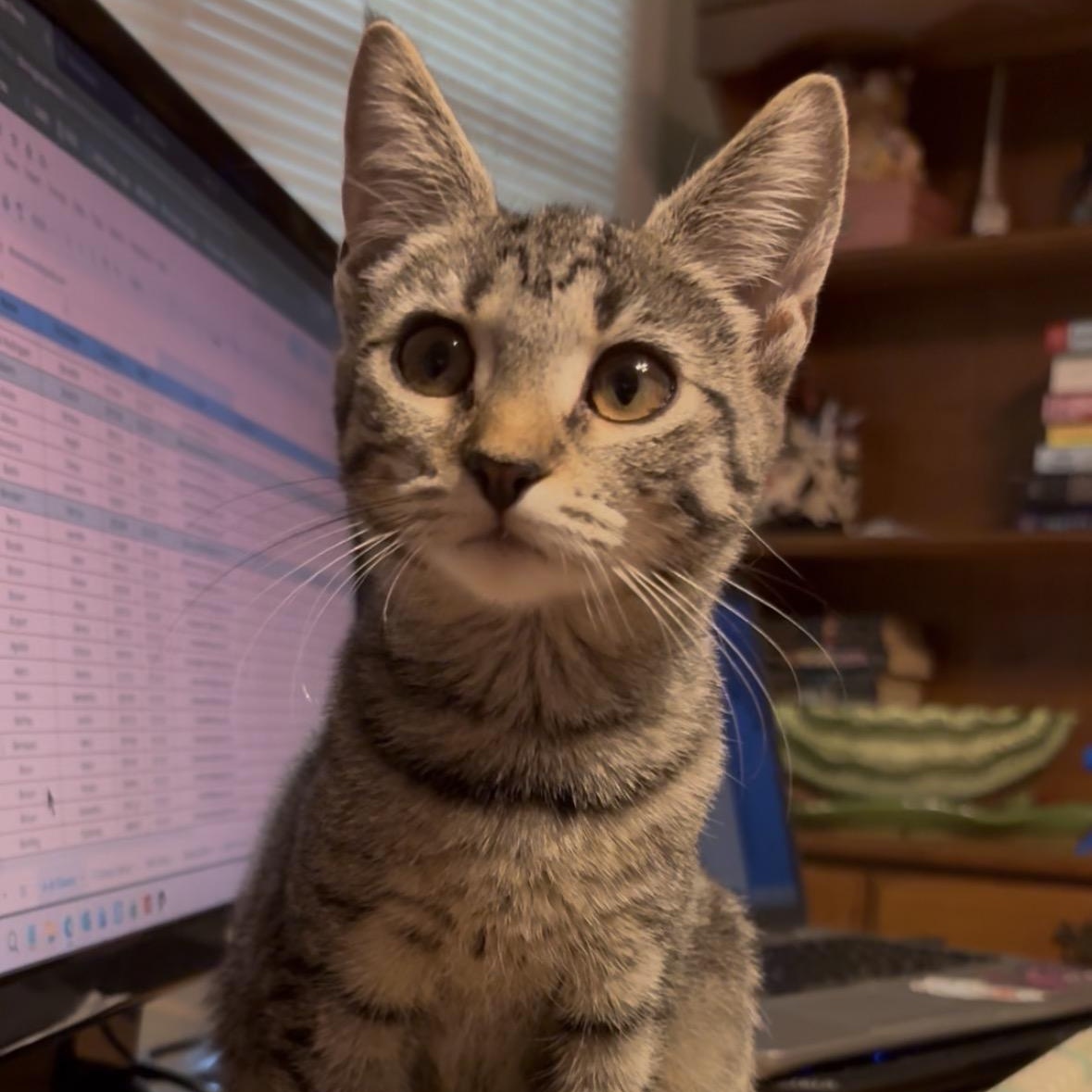 Enlarge Peanut, a Adoptable Domestic Short Hair in Sewell, NJ image 1/2