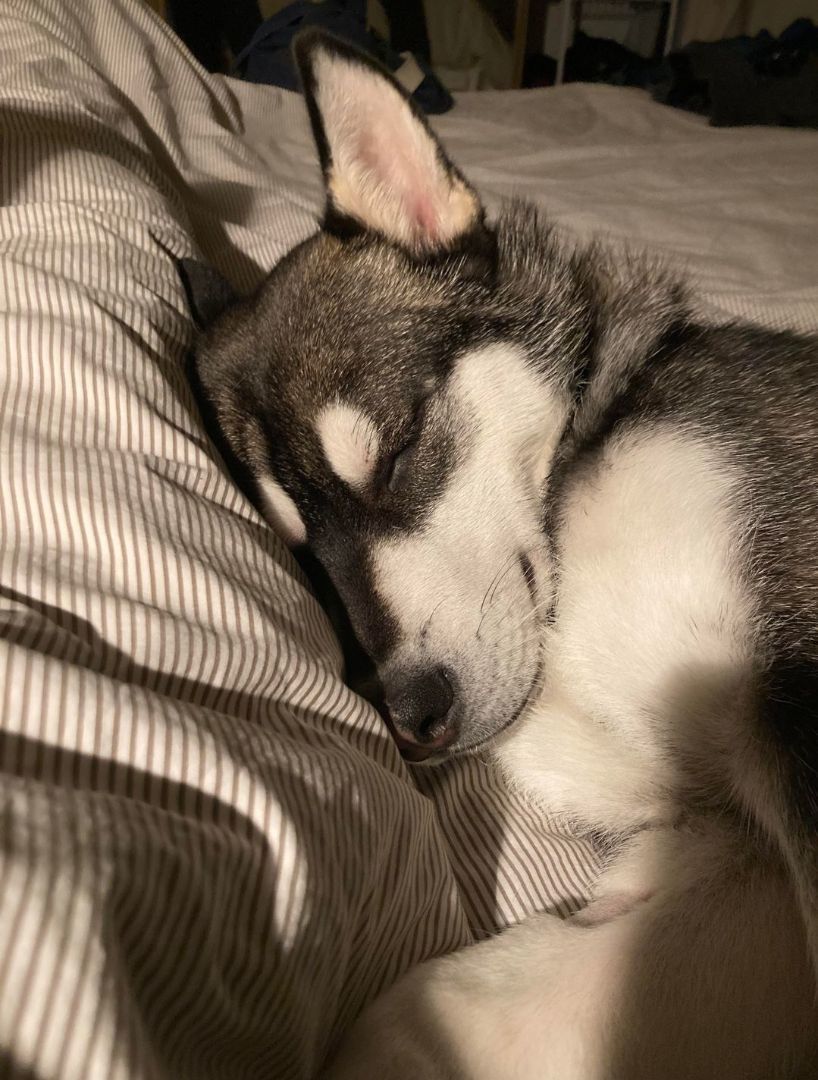 Rupert, Adopted, Young Male Husky.