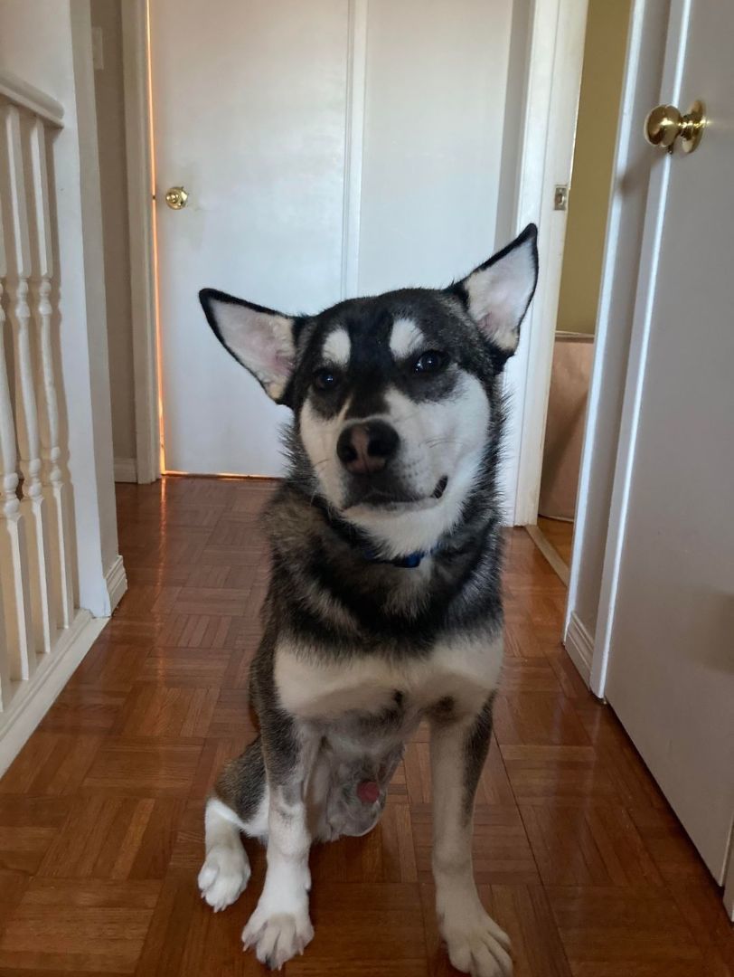 Rupert, a Adopted mixed breed in Winnipeg, MB image 2/5