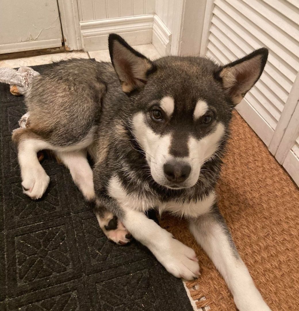 Rupert, a Adopted mixed breed in Winnipeg, MB image 3/5