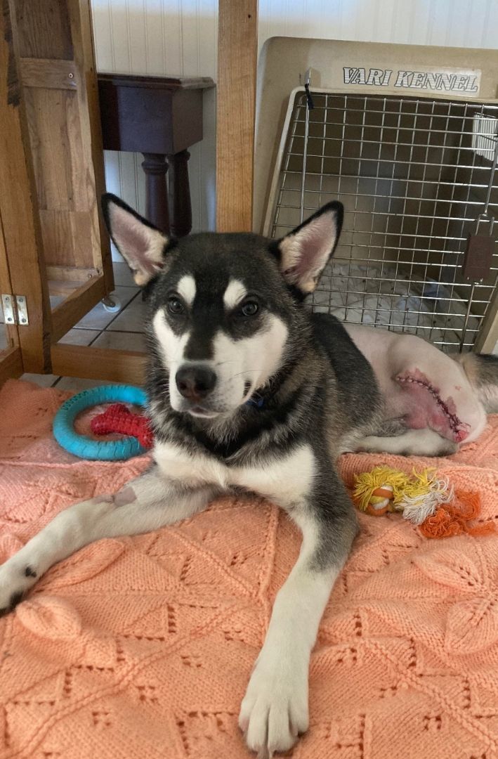 Rupert, a Adopted mixed breed in Winnipeg, MB image 4/5