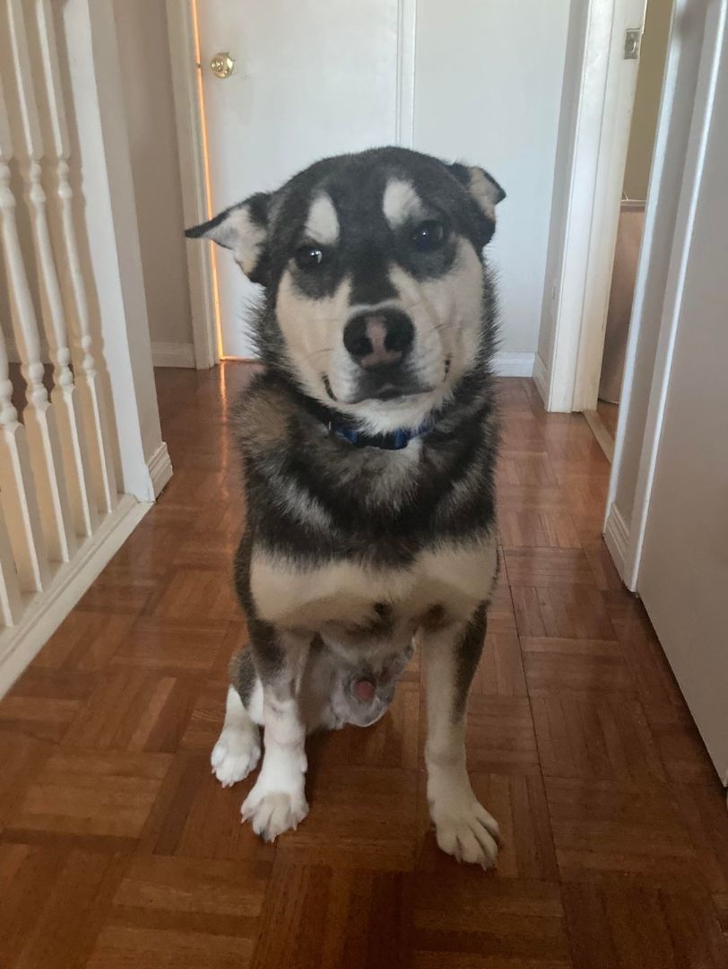 Rupert, a Adopted mixed breed in Winnipeg, MB image 5/5