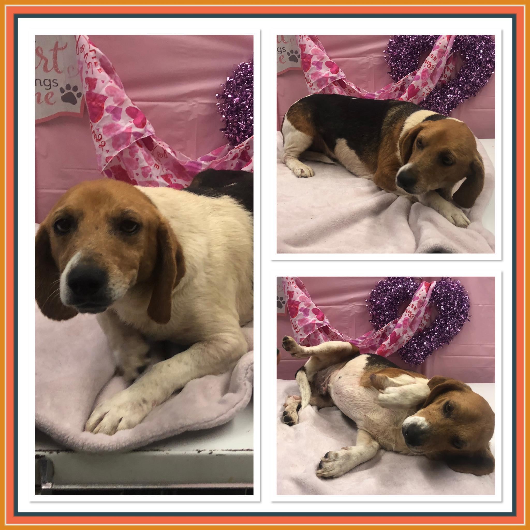 Enlarge BANJO, a ADOPTABLE Beagle in Buckhannon, WV image 1/1