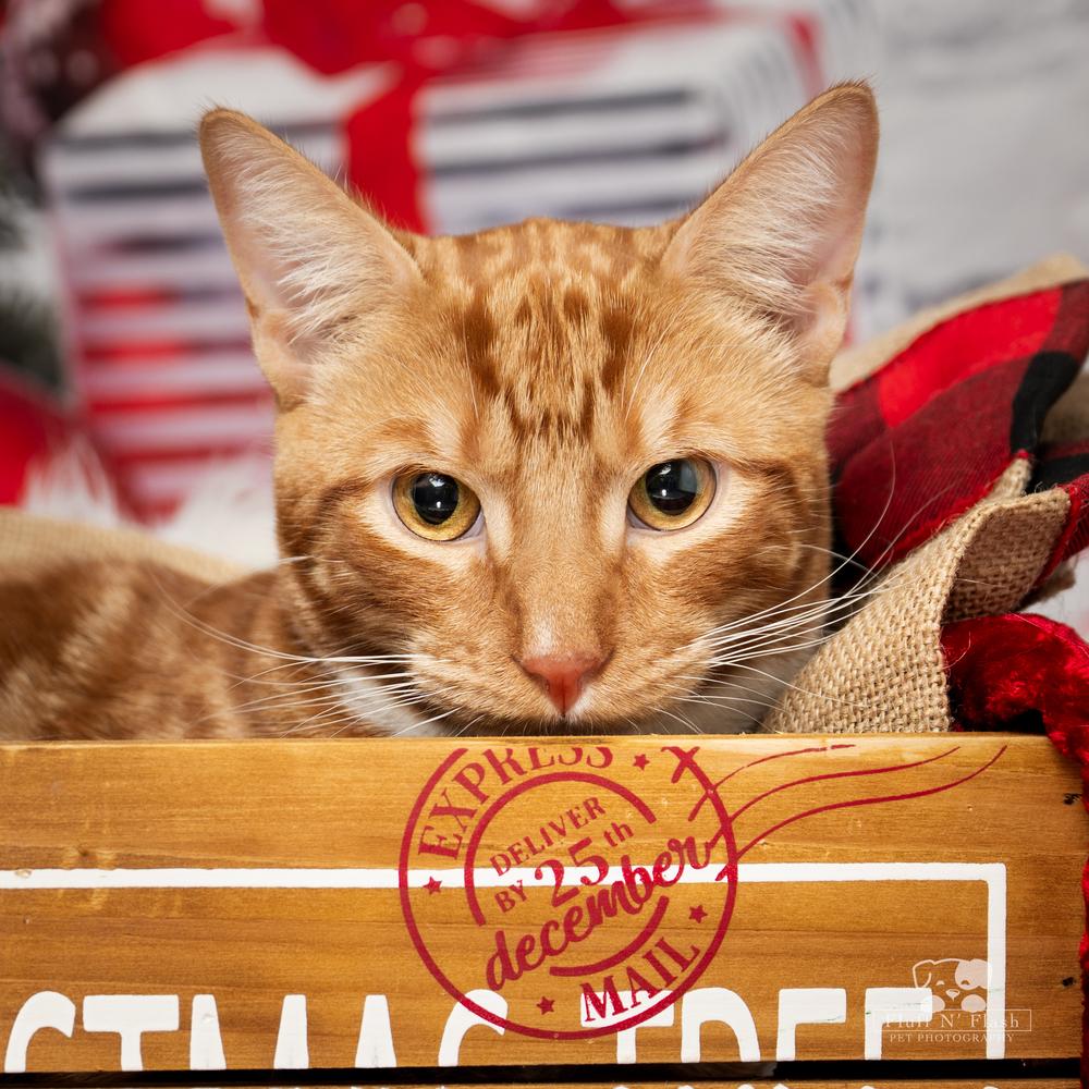 Pepsi, Adoptable, Kitten Male Tabby & Domestic Short Hair.