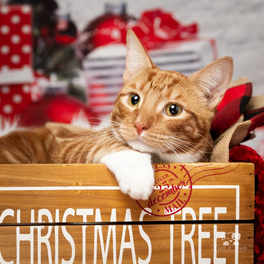 Enlarge Pepsi, a Adoptable mixed breed in Calimesa, CA image 2/6