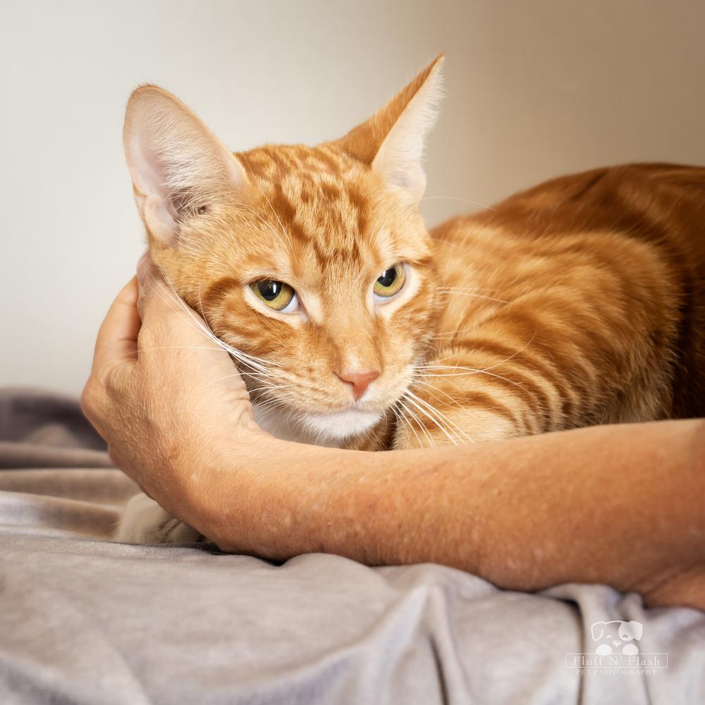 Enlarge Pepsi, a Adoptable mixed breed in Calimesa, CA image 3/6