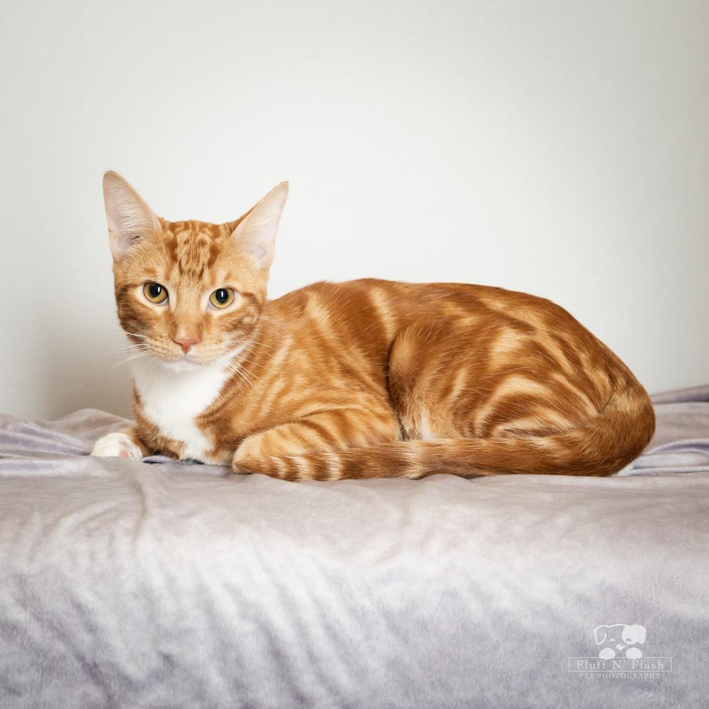 Enlarge Pepsi, a Adoptable mixed breed in Calimesa, CA image 5/6