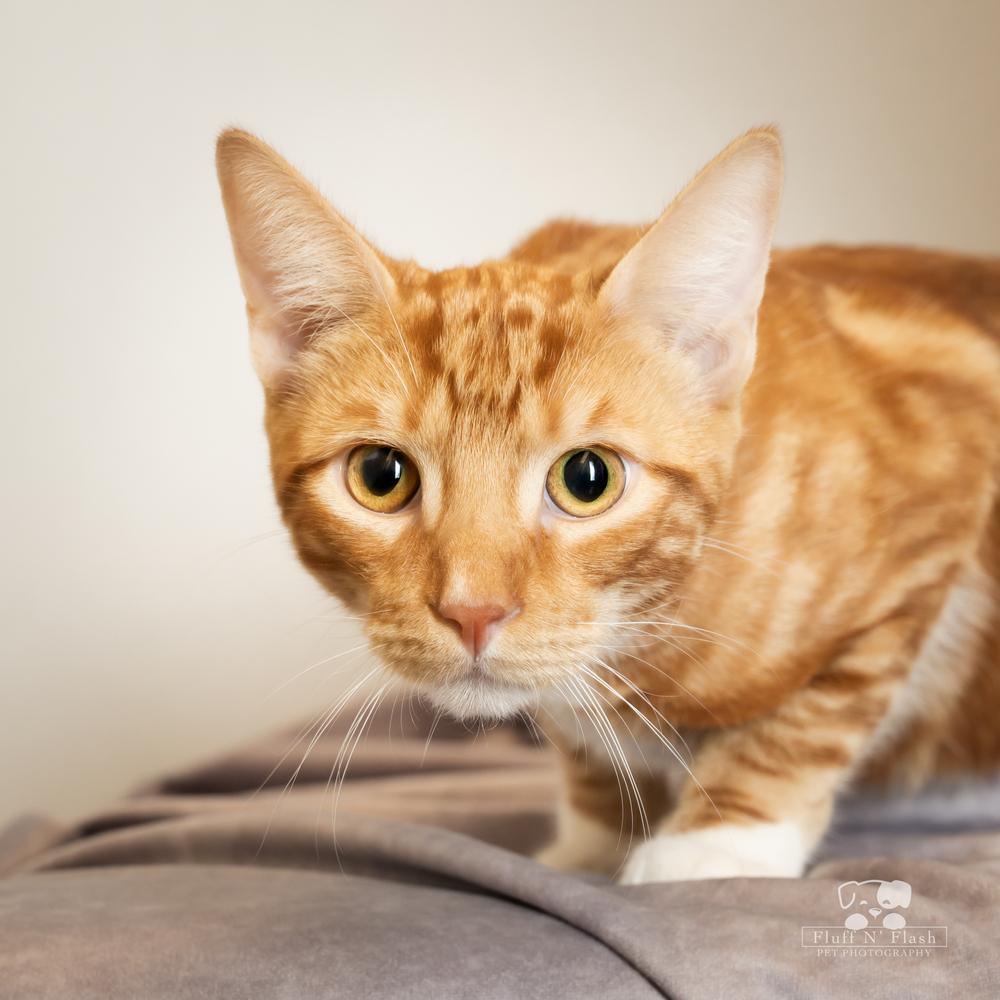 Enlarge Pepsi, a Adoptable mixed breed in Calimesa, CA image 6/6