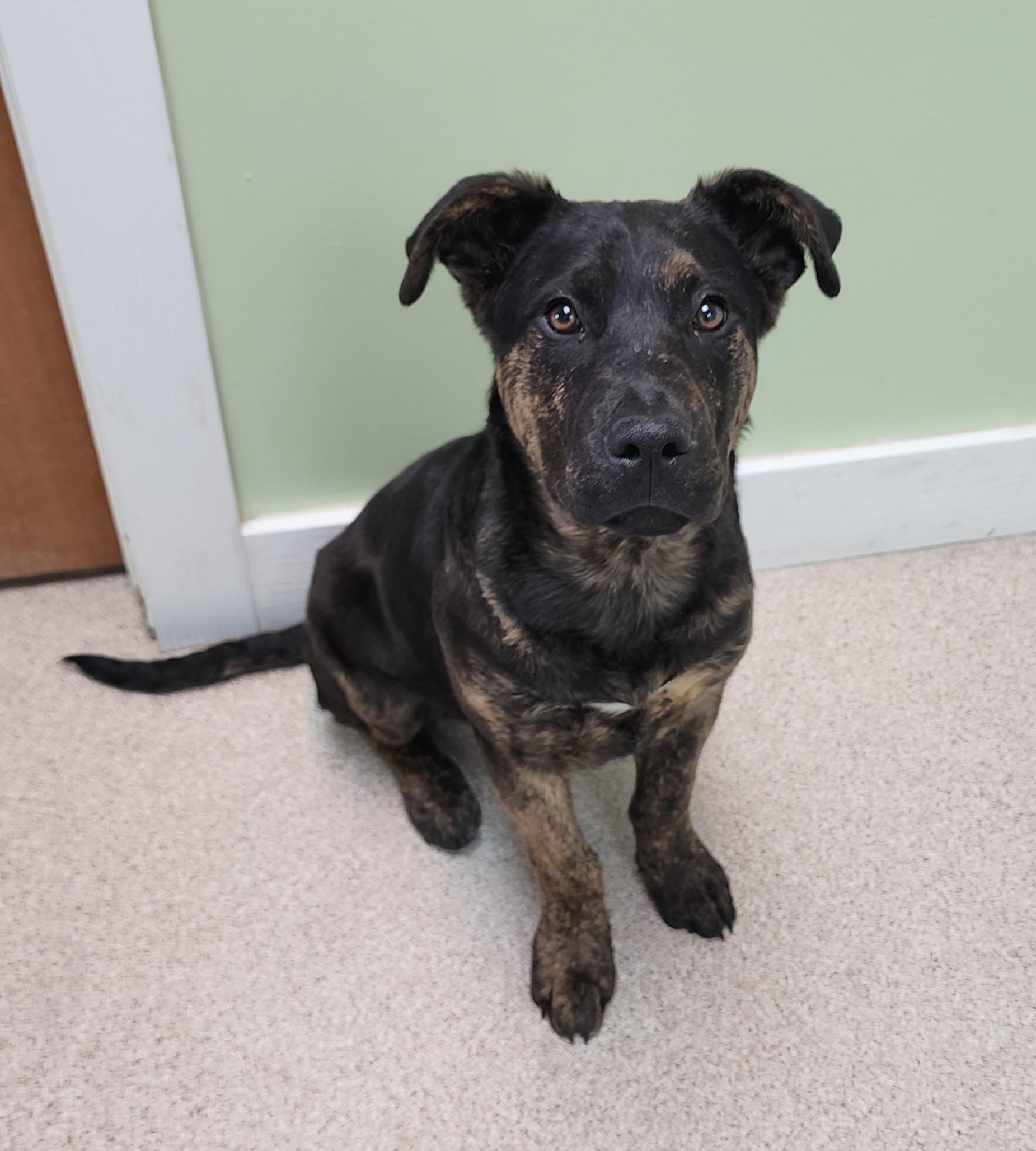 Enlarge Bentley, a ADOPTABLE mixed breed in Fairfield, IA image 1/1