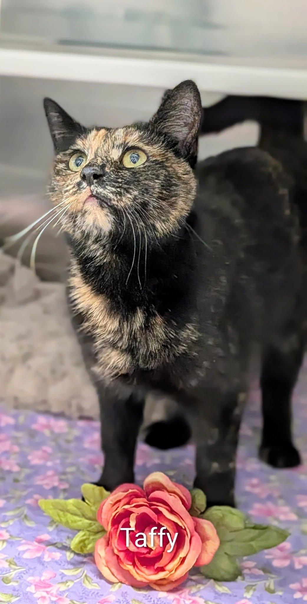 Taffy, ADOPTABLE, Adult Female Domestic Short Hair.