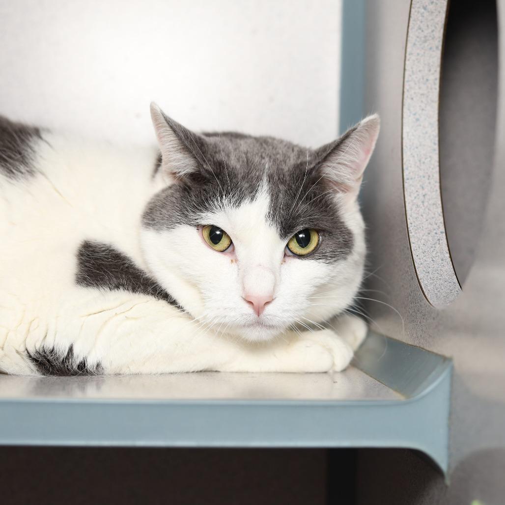 Loki, Adoptable, Adult Male Domestic Short Hair.