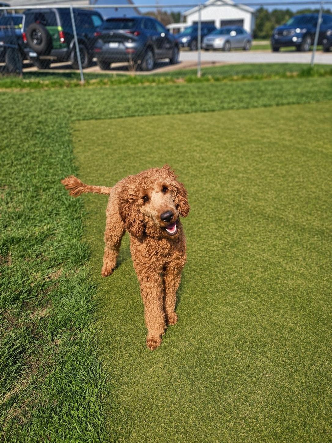 HOPS , adopted, Adult Female Poodle.