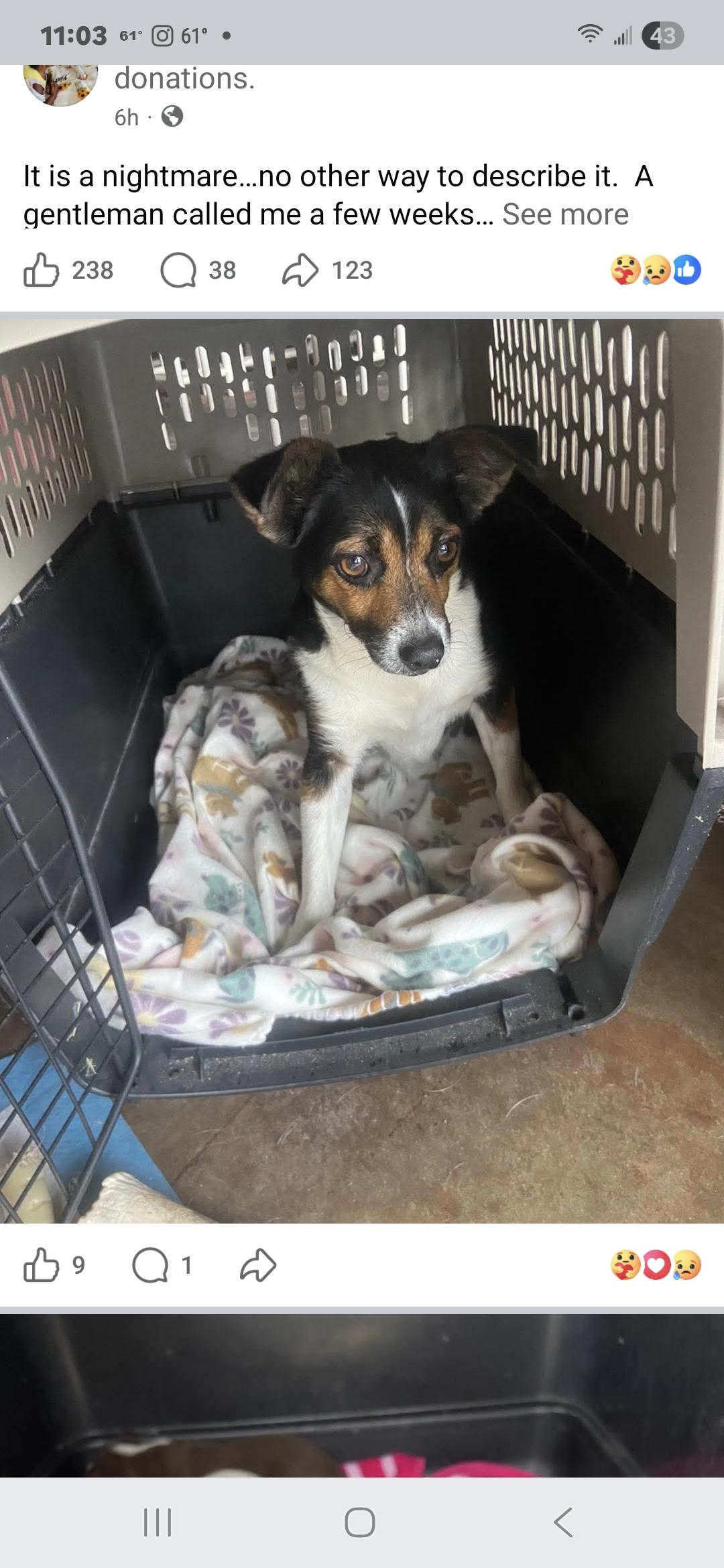Bandit, a Adoptable Jack Russell Terrier in Panama City, FL image 2/2