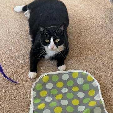GRACIE-ch, an adoptable Tuxedo, Domestic Short Hair in Burlington, WA, 98233 | Photo Image 1